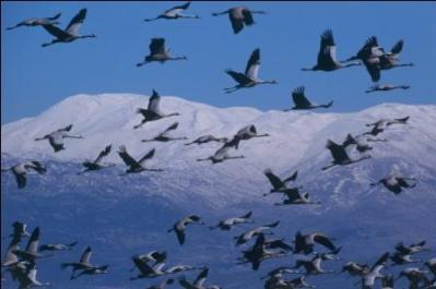 Crane Migration over Israel