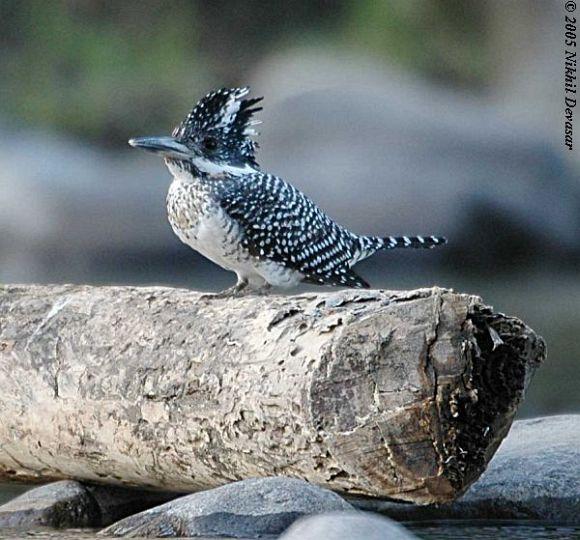 Crested Kingfisher (Megaceryle lugubris) by Nikhil Devasar