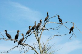 Double-crested Cormorant (Phalacrocorax auritus) at Lake John Rookery, Lakeland, FL By Dan Double-crested Cormorant (Phalacrocorax auritus) at Lake John Rookery, Lakeland, FL By Dan