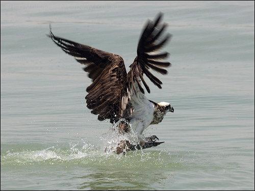 Eastern osprey by Ian