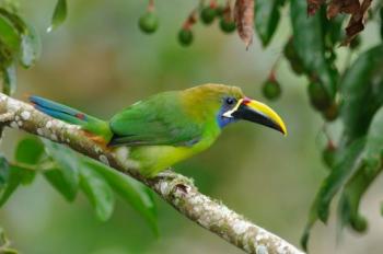 Emerald Toucanet (Aulacorhynchus prasinus) by Reinier Munguia
