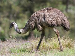 Emu (Dromaiusnovaehollandiae) by Ian
