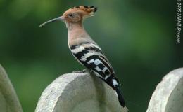 Birds of the Bible – Return of the Hoopoe&nbsp;Video