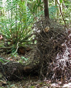Golden Bowerbird (Prionodura newtoniana) at bower by Ian
