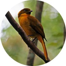 Golden Bowerbird (Prionodura newtoniana) by Ian