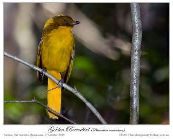 Golden Bowerbird (Prionodura newtoniana) by Ian