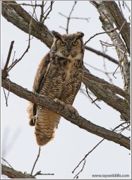 Great Horned Owl (Bubo virginianus) by Ray Great Horned Owl (Bubo virginianus) by Ray