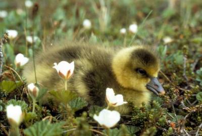 Greater White-fronted Goose (Anser albifrons) chick ©USFWS