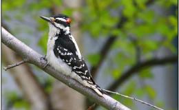 Drummers and Carpenters – Chapter&nbsp;11