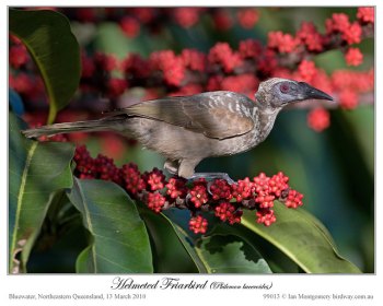 Helmeted Friarbird (Philemon buceroides) by Ian