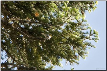 Hermit Warbler (Dendroica occidentalis) by Daves BirdingPix