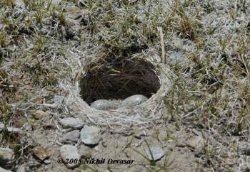 Horned Lark (Eremophila alpestris) Nest w/eggs by Nikhil Devasar
