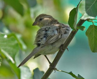House Sparrow (Passer domesticus) Female by Nikhil