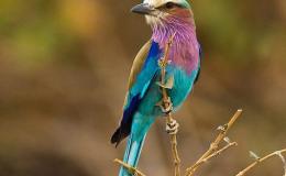 Paintbrush Birds – Lilac-breasted&nbsp;Roller