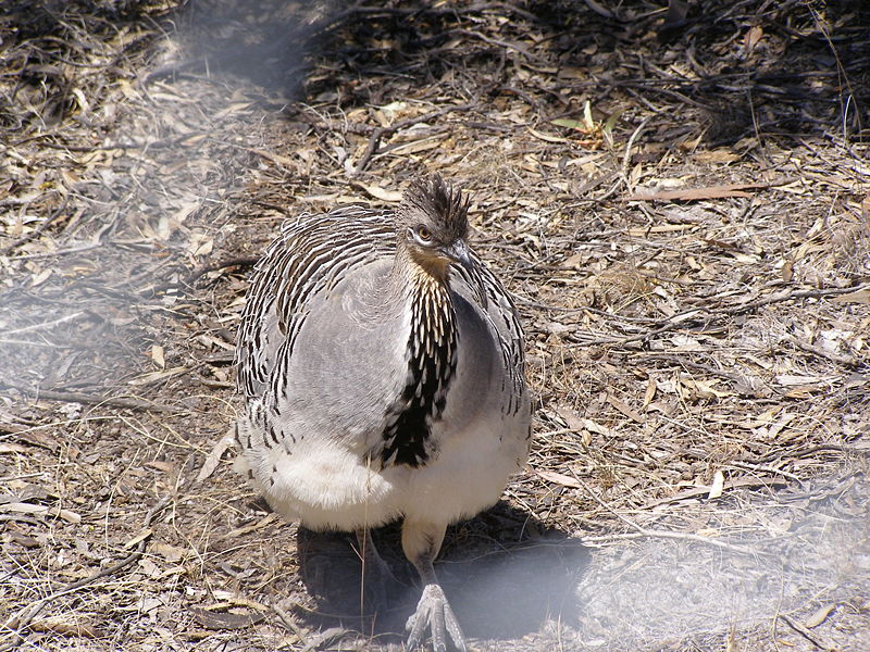 Malleefowl (Leipoa ocellata) by Wikipedia