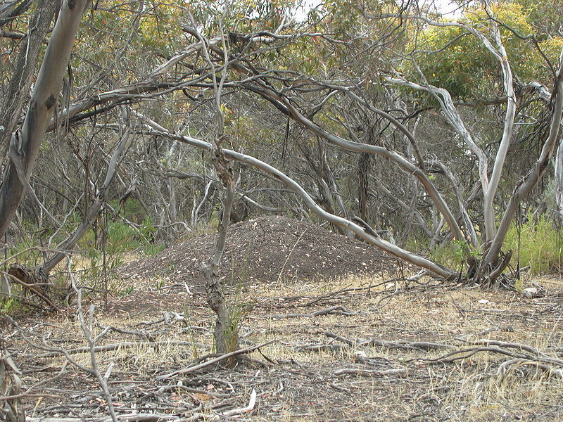 Malleefowl (Leipoa ocellata) Mound by Wikipedia