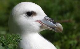 Sunday Inspiration – Procellariidae Family – Petrel, Fulmar and&nbsp;Prion