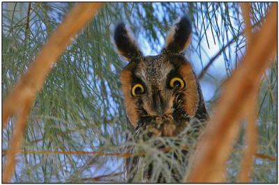Northern Long-eared Owl by DavesBP