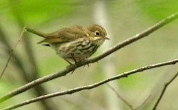 Some Homes in the Green Forest – Chapter&nbsp;18