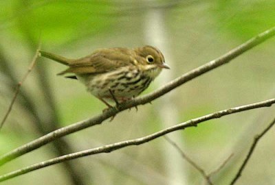 Ovenbird (Seiurus aurocapillus) by Kent Nickell