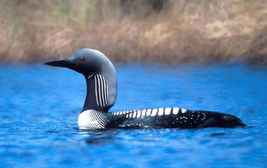 Pacific Loon(Gavia pacifica) ©USFWS