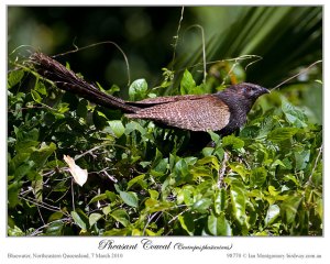 Pheasant Coucal(Centropus phasianinus) by Ian.jpg Pheasant Coucal(Centropus phasianinus) by Ian.jpg