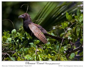 Pheasant Coucal(Centropus phasianinus) by Ian Pheasant Coucal(Centropus phasianinus) by Ian