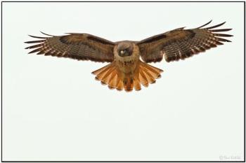Red-tailed Hawk (Buteo jamaicensis) by Daves BirdingPix