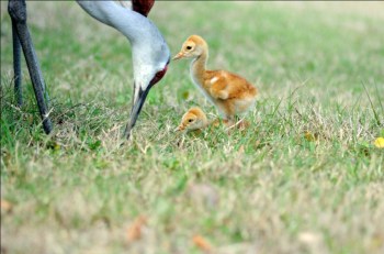 Sandhill Crane "colts"