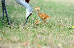 Sandhill Crane "colts" Sandhill Crane "colts"