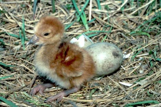 Sandhill Crane (Grus canadensis) Chick and Egg ©USFWS