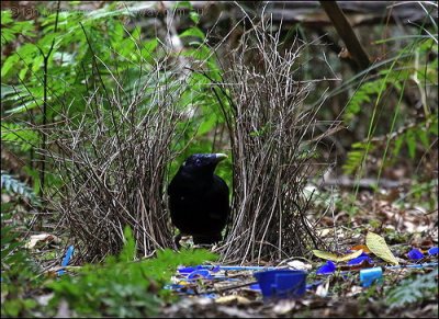 Satin Bowerbird (Ptilonorhynchus violaceus) in bower by Ian