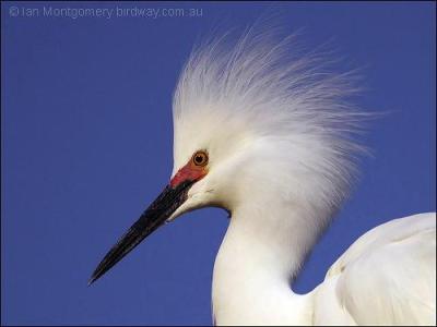 Snowy Egret by Ian