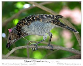 Spotted Bowerbird (Chlamydera maculata) by Ian
