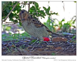 Spotted Bowerbird (Chlamydera maculata) by Ian
