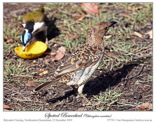 Spotted Bowerbird (Chlamydera maculata) by Ian
