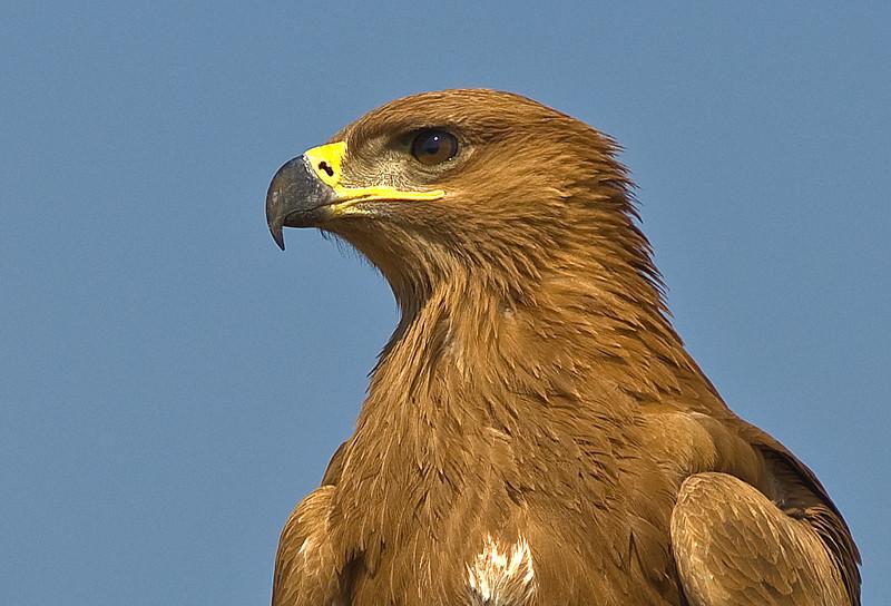 Tawny Eagle by Africaddict