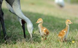 More Good News&nbsp;Tracts