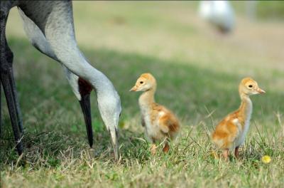 Sandhill Cranes "Colts" and parents by Lee