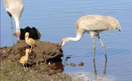 Birds of the Bible –&nbsp;Prayer