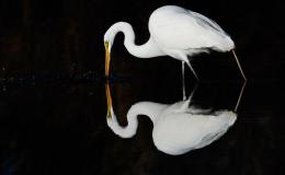 Birds Vol 1 #5 – National Council of&nbsp;Women