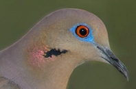 White-winged Dove (Zenaida asiatica) Eye up close by Reinier