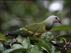 Wompoo Fruit Dove (Ptilinopus magnificus) by Ian Wompoo Fruit-Dove (Ptilinopus magnificus) by Ian