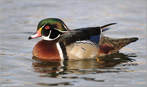 Wood Duck (Aix sponsa) by Ray3