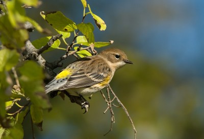 Myrtle Warbler (Setophaga coronata) by Anthony747