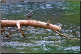 American Dipper (Cinclus mexicanus) by Daves BirdingPix