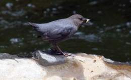 Lord’s Avian Wonders – Dipper and a Beluga&nbsp;Whale