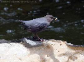 American Dipper (Cinclus mexicanus) by Ian