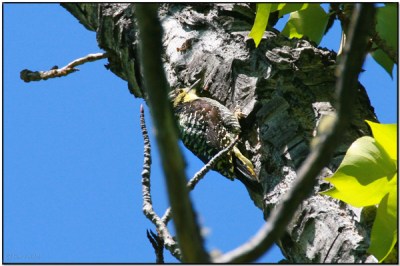 American Three-toed Woodpecker (Picoides dorsalis) by Daves BirdingPix