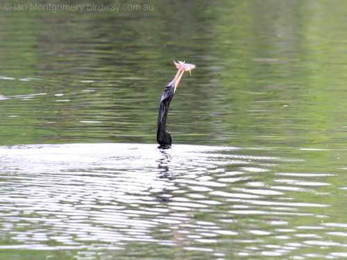 Anhinga (Anhinga anhinga) with a speared fish by Ian